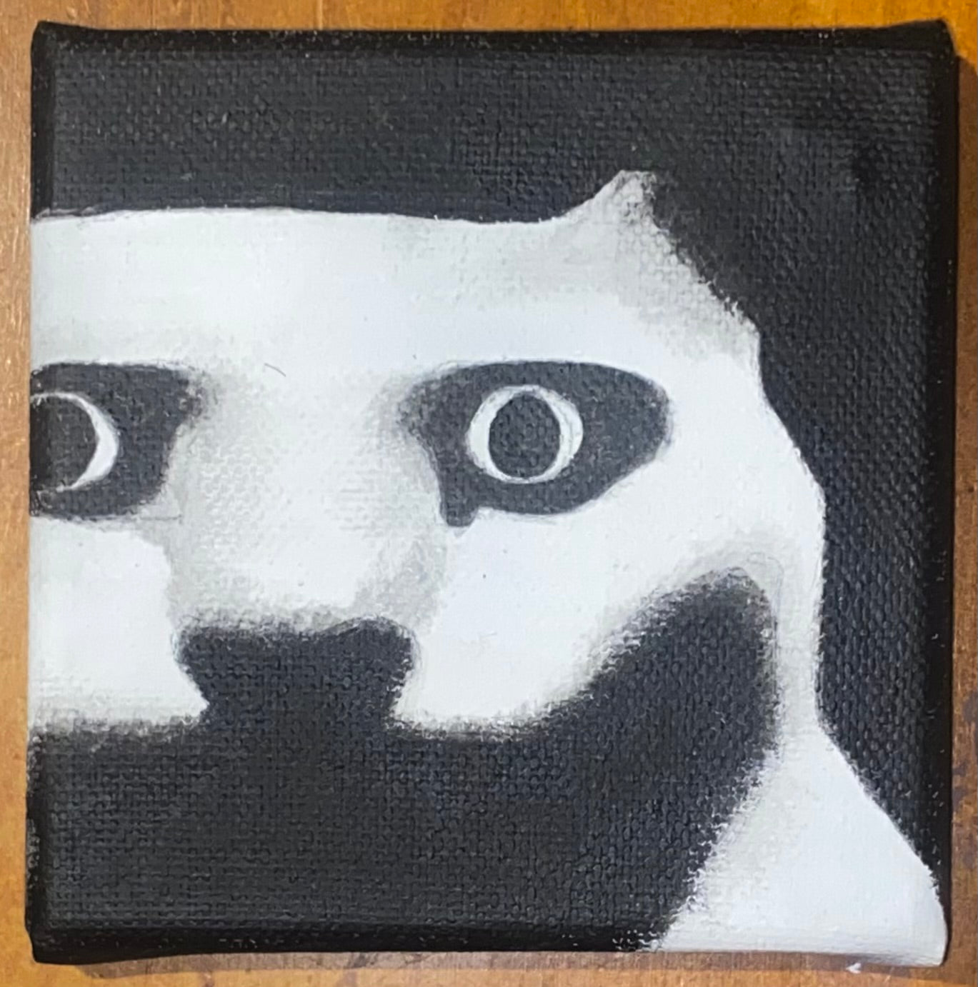 Very Frightened Feline