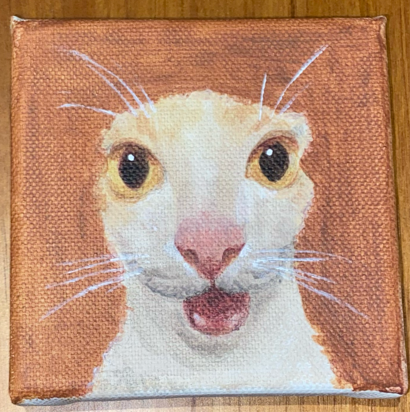 Astounded Feline