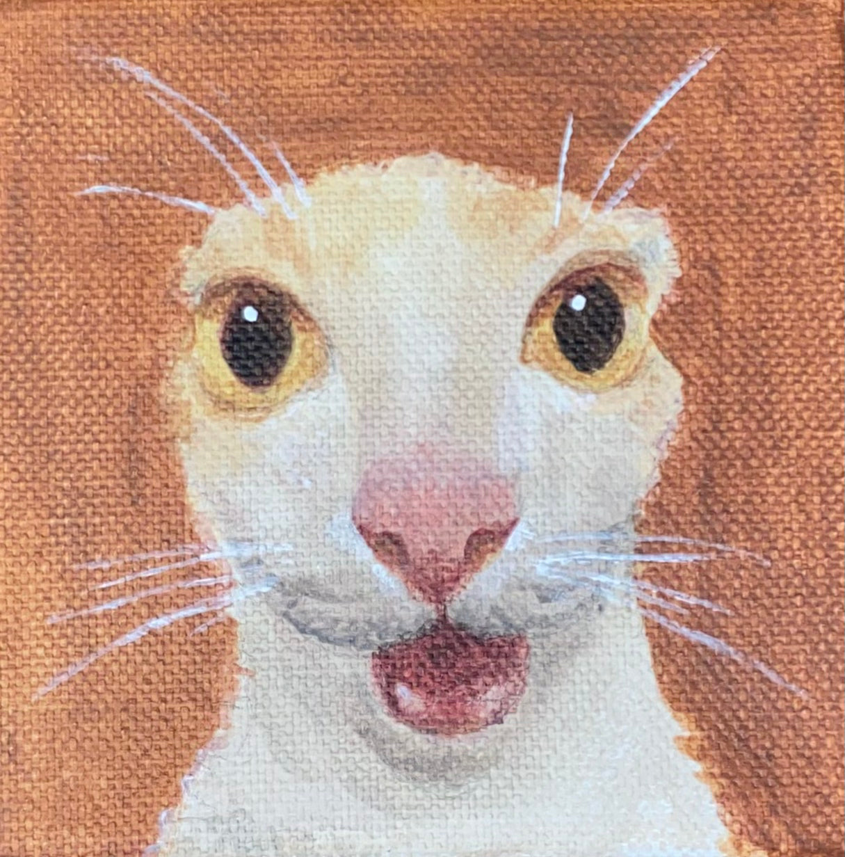 Astounded Feline